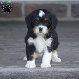 Haven, Cavapoo Puppy